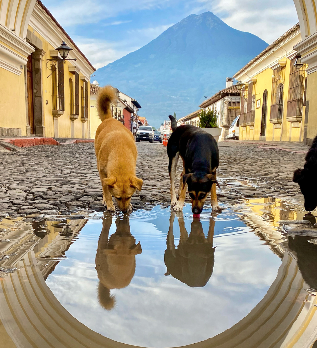 "Street Dog Happy Hour" Antigua, Guatemala by Stephanie Jolluck